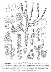 鱗葉擬大萼苔 鱗葉擬大萼苔