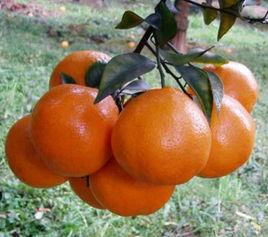 春見蜜桔 春見蜜桔