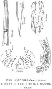 綿羊細頸線蟲 綿羊細頸線蟲