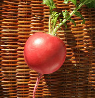 （圖）東北雌性紅蘿蔔