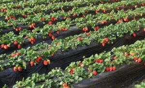 昌平昌盛採摘園 昌平昌盛採摘園