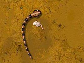 貪吃大蟒蛇 貪吃大蟒蛇