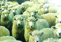 馬店鎮[山東省膠州市馬店鎮]