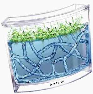 螞蟻農場 螞蟻農場