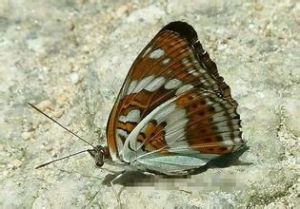 折線蛺蝶 折線蛺蝶