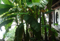 芭蕉樹