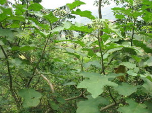 七裂葉懸鉤子 七裂葉懸鉤子