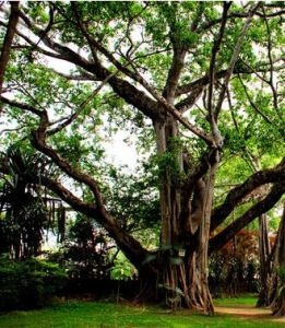 瑞麗茜樹 瑞麗茜樹