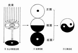 解剖蘋果試驗示意圖