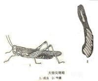 大墊尖翅蝗 大墊尖翅蝗