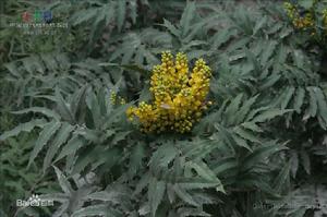 細葉十大功勞[細葉十大功勞]