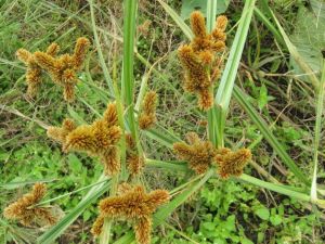 球形莎草 球形莎草