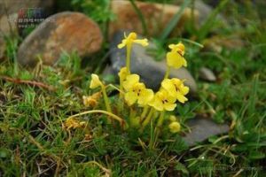 甘肅馬先蒿 甘肅馬先蒿