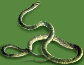 緬北腹鏈蛇 緬北腹鏈蛇