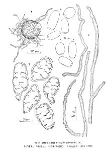 鼬瓣花白粉菌 鼬瓣花白粉菌