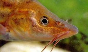 尖頭金線䰾 尖頭金線䰾