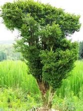 宜昌黃楊 宜昌黃楊