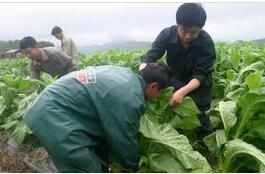 驅蟲保苗節 驅蟲保苗節