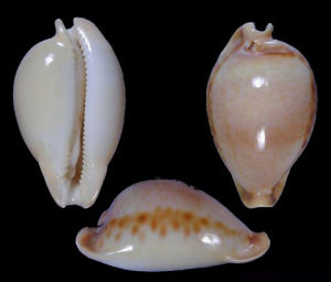 寺町寶螺 寺町寶螺