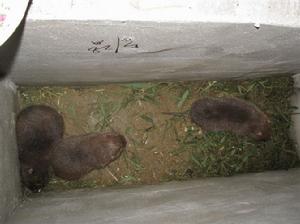 （圖）花白竹鼠