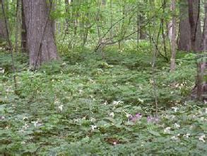 地被物層 地被物層