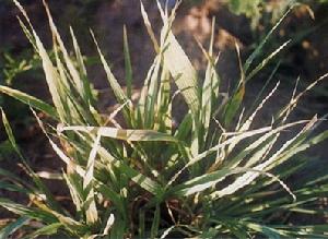 小麥叢矮病 小麥叢矮病