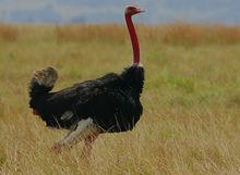 非洲鴕鳥各亞種