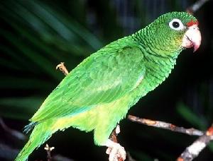 波多黎各鸚鵡