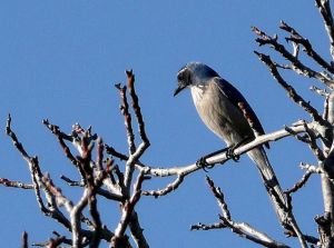 西叢鴉老鷹山亞種 西叢鴉老鷹山亞種