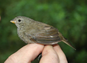 暗色草雀 暗色草雀