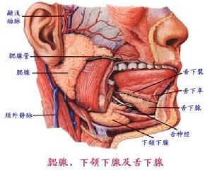 下頜下腺、舌下腺內側面2