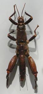 豪勳爵島竹節蟲