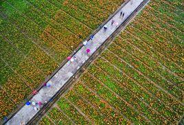 分水龍潭百合基地 分水龍潭百合基地