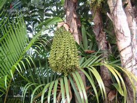 魚尾葵葉 魚尾葵葉