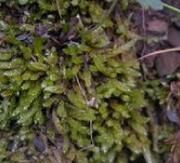 短肋毛尖蘚 短肋毛尖蘚