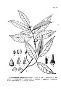 金平藤春 金平藤春