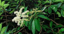 青棉花藤 青棉花藤