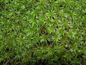 東亞同葉蘚 東亞同葉蘚