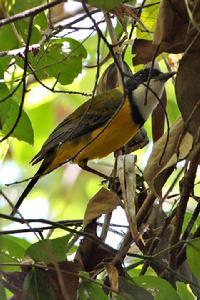 黑尾嘯鶲 黑尾嘯鶲