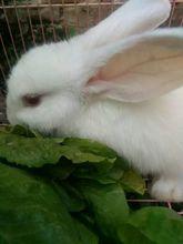 兔子[兔科物種總稱]