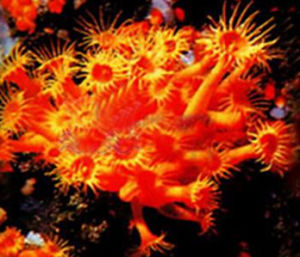 太陽水螅珊瑚
