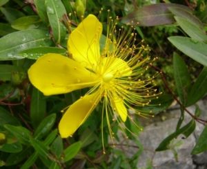 台灣金絲桃 台灣金絲桃