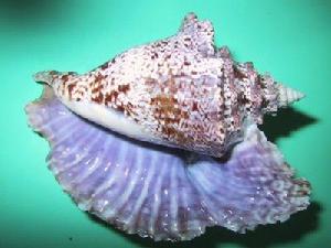 雄雞鳳凰螺 雄雞鳳凰螺