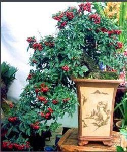 火棘盆景 火棘盆景