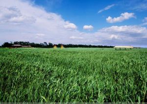 大凌河口濕地風景區