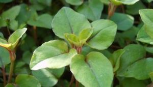 金平香草 金平香草