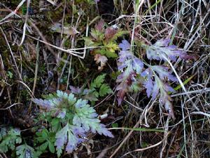 短萼黃連 短萼黃連