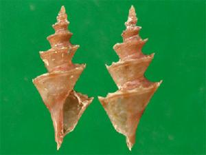 東方卷管螺 東方卷管螺