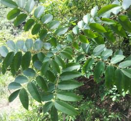 野漆樹根 野漆樹根
