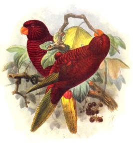 波納佩島吸蜜鸚鵡 波納佩島吸蜜鸚鵡